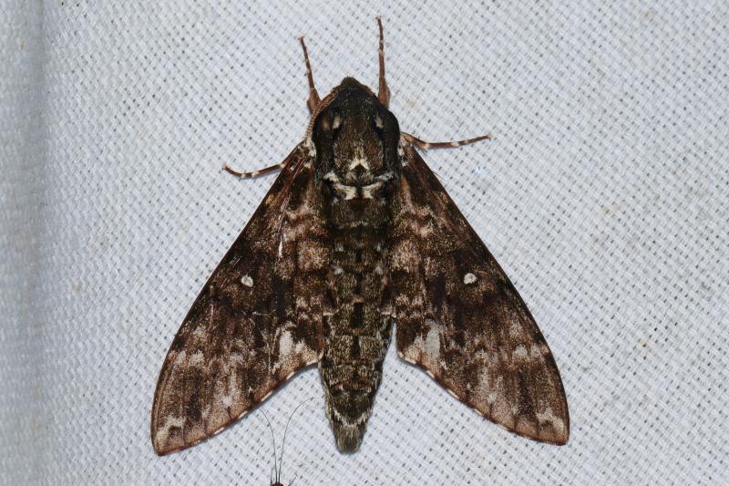 MOI-pqc075