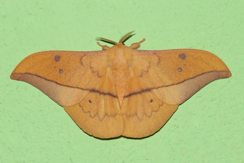 MOI-pqc342