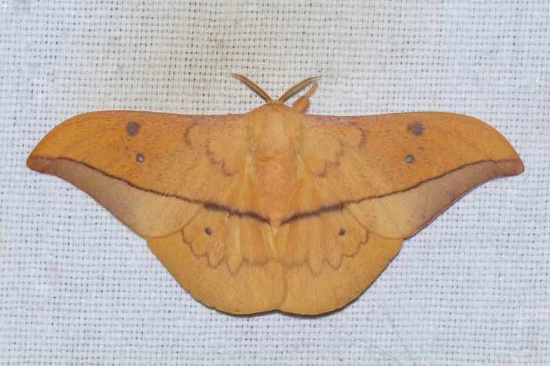 MOI-pqc341