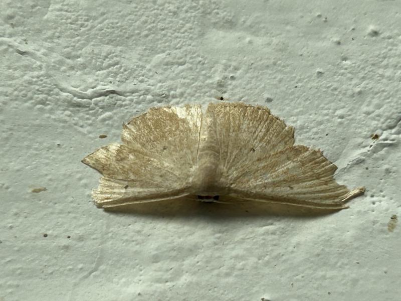 MOI-pqc332