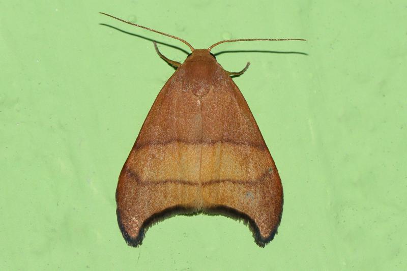 MOI-pqc315