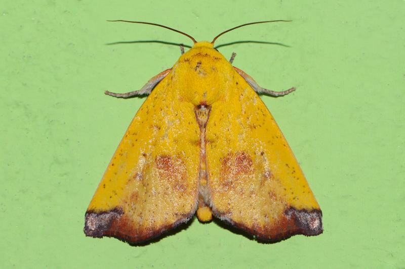 MOI-pqc223