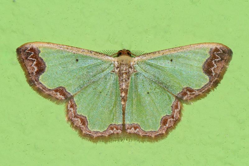 MOI-pqc762