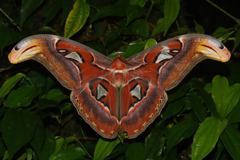 Attacus atlas | Moths