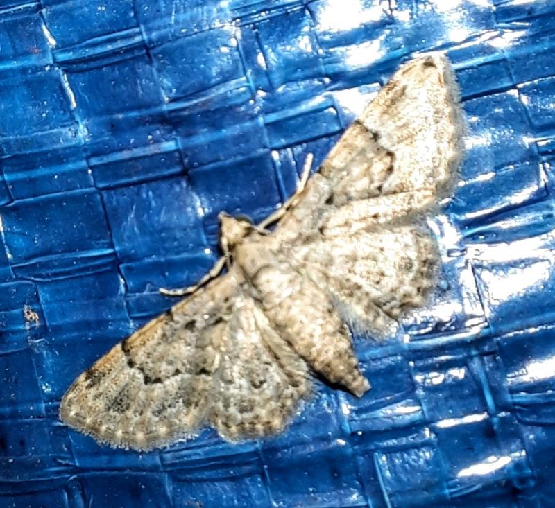 MOI-pqc923