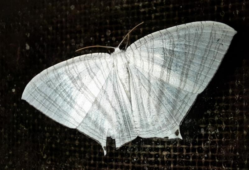 MOI-pqe962