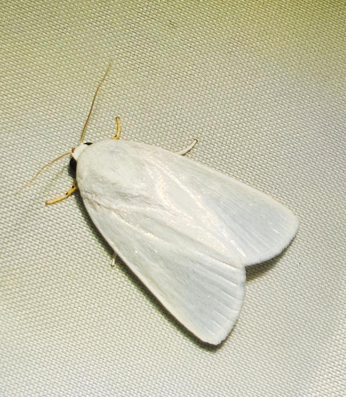 MOI-pqg996