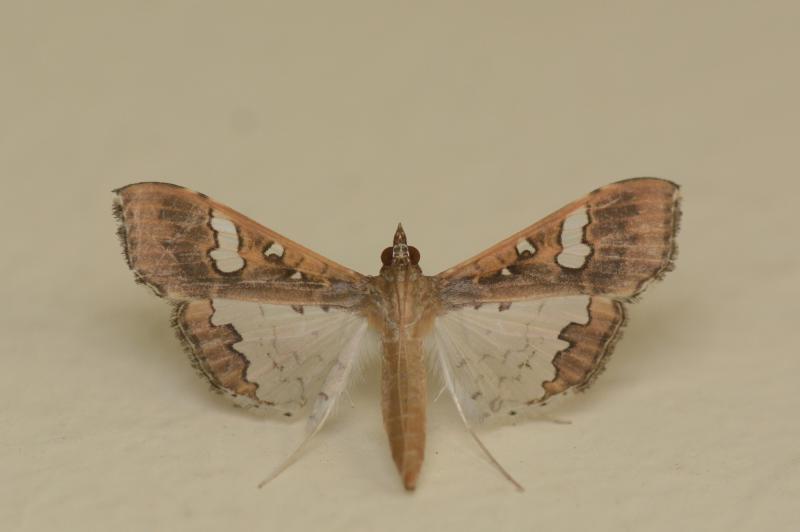 MOI-pqe923