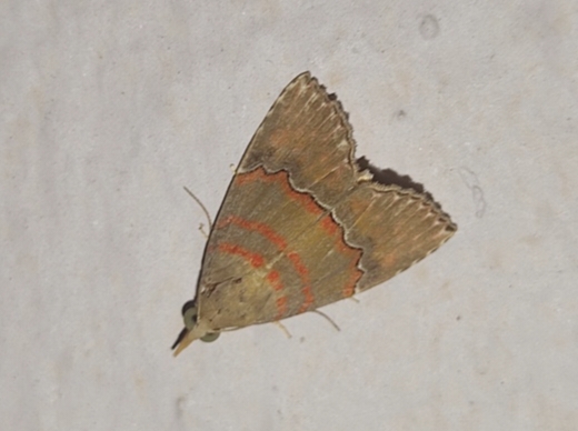 MOI-pqf387