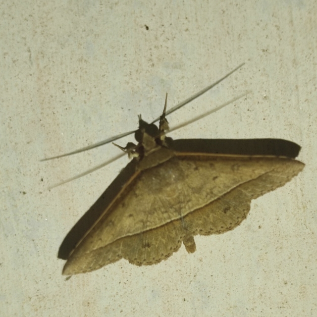 MOI-pqf429