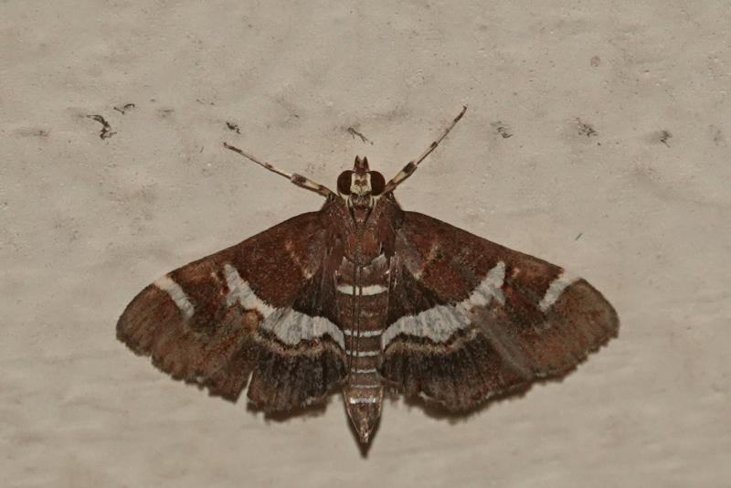 MOI-pqj173