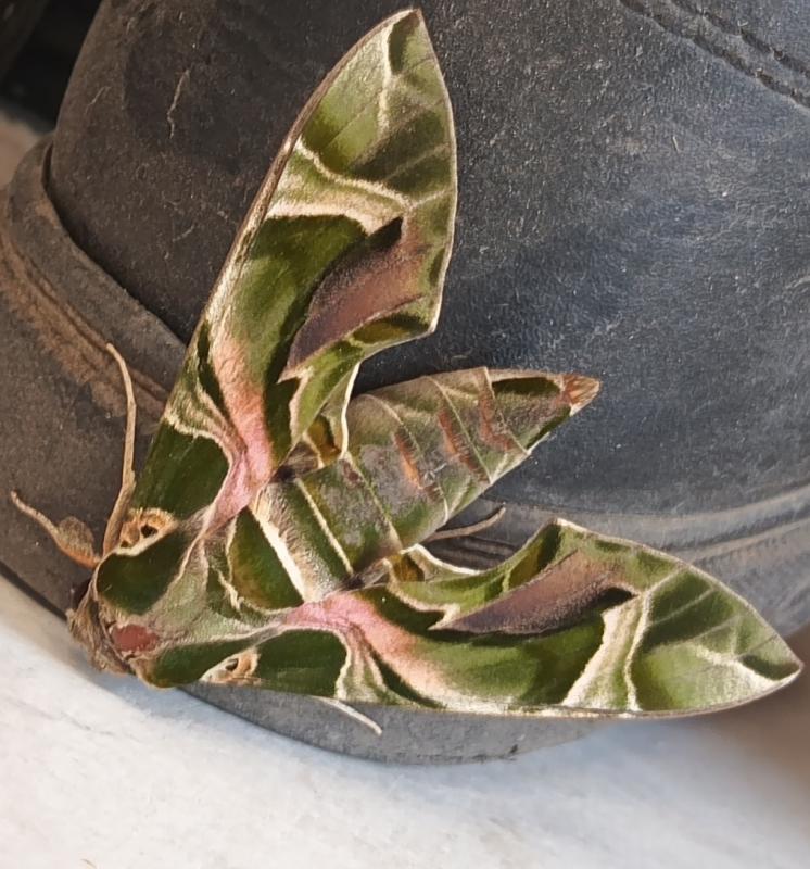 Oleander hawk moth