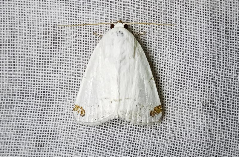 MOI-pqp196