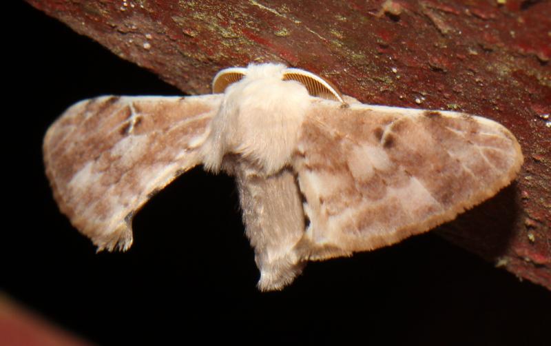 MOI-pqp332