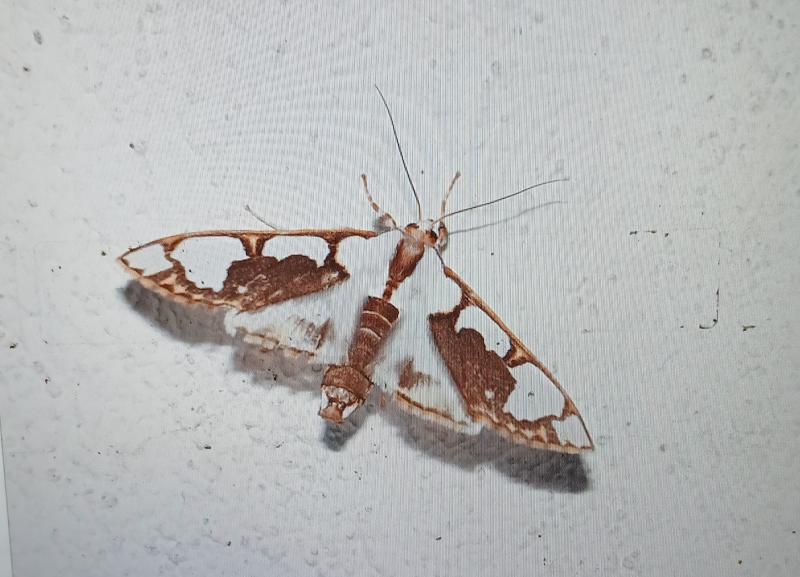 Cirrhochrista semibrunnea 