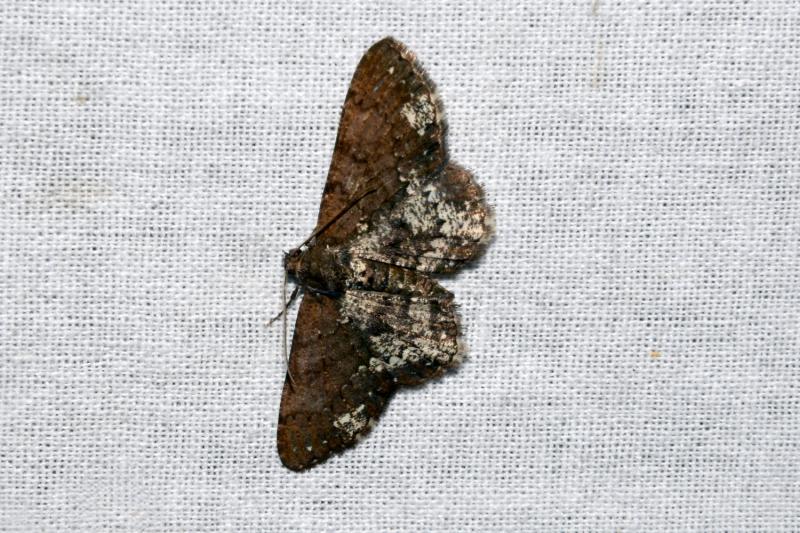 MOI-pqq689