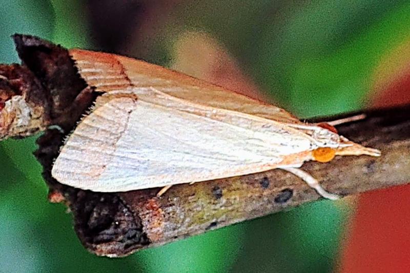 MOI-pqq994