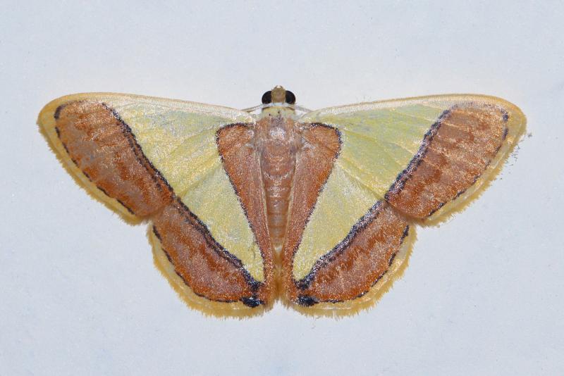 MOI-pqu588