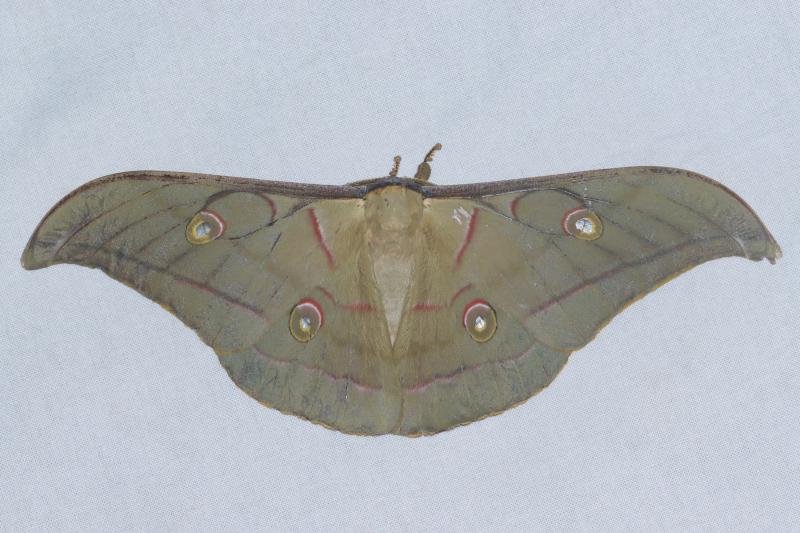 MOI-pqu170
