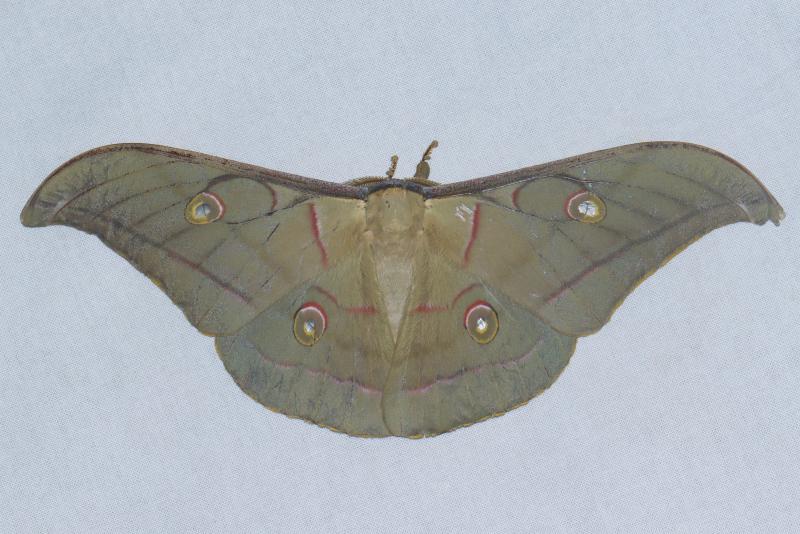 MOI-pqu166