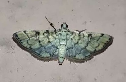 MOI-pqu045