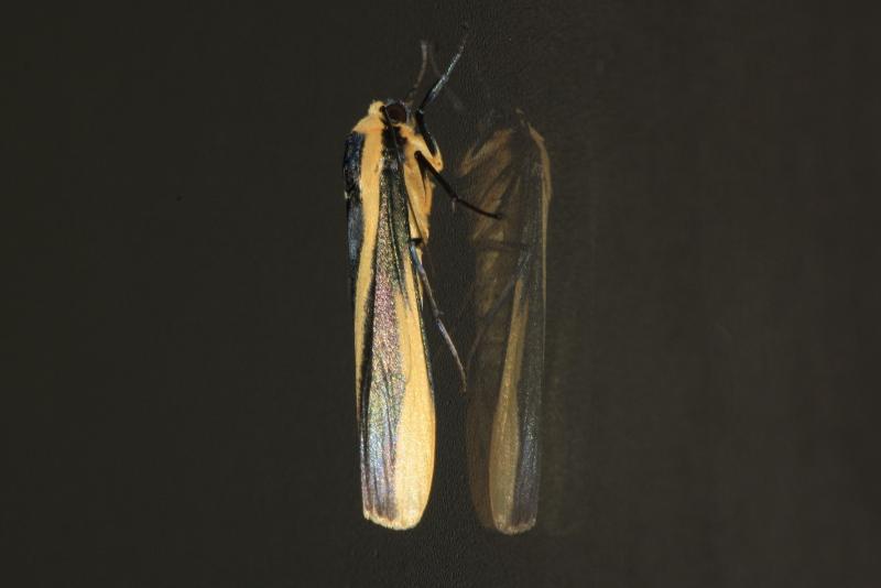 MOI-pqu421