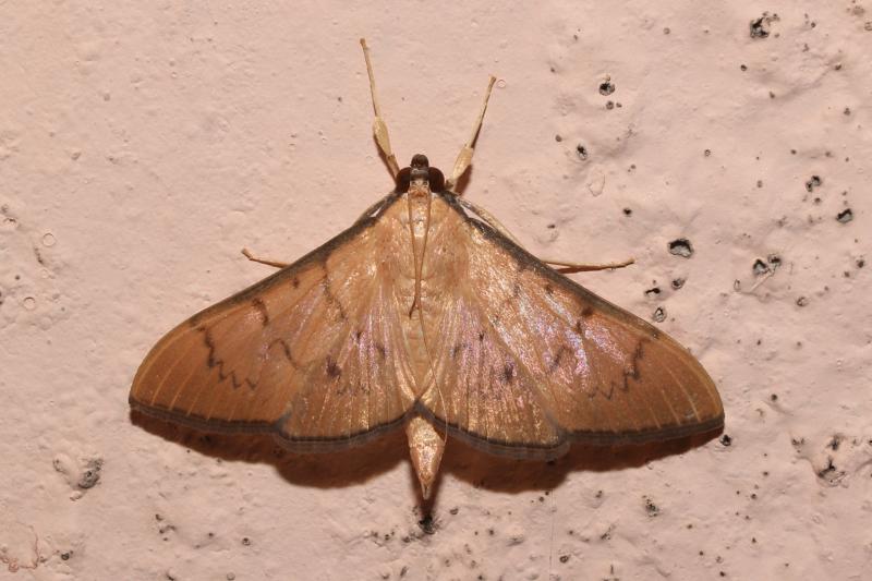 MOI-pqu939