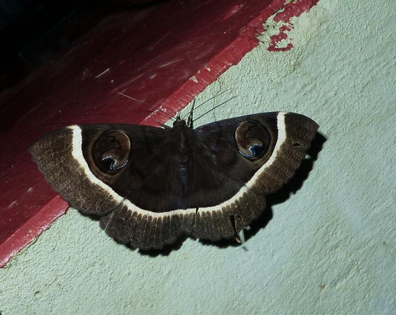 MOI-pqu372