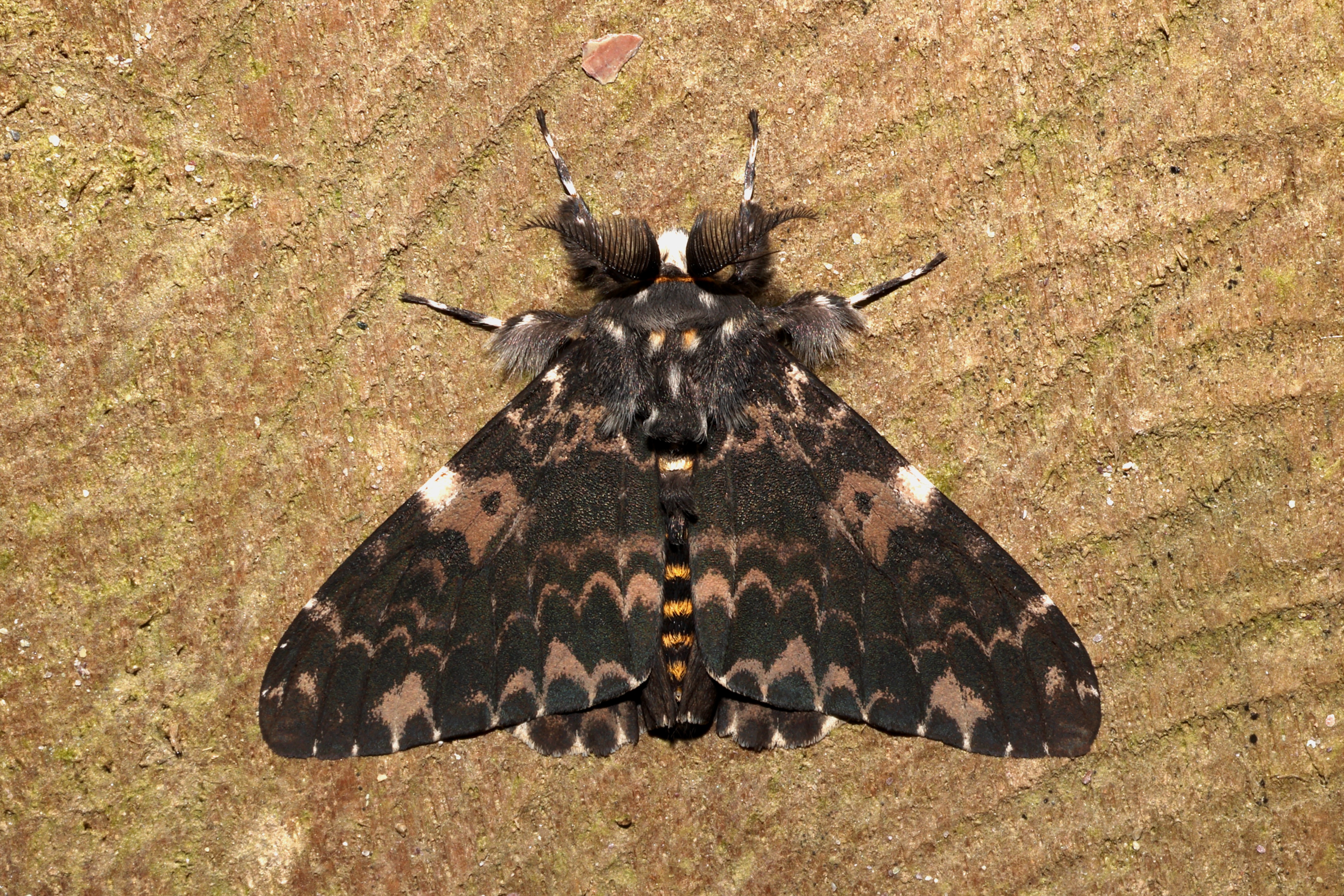 Lymantria hauensteini