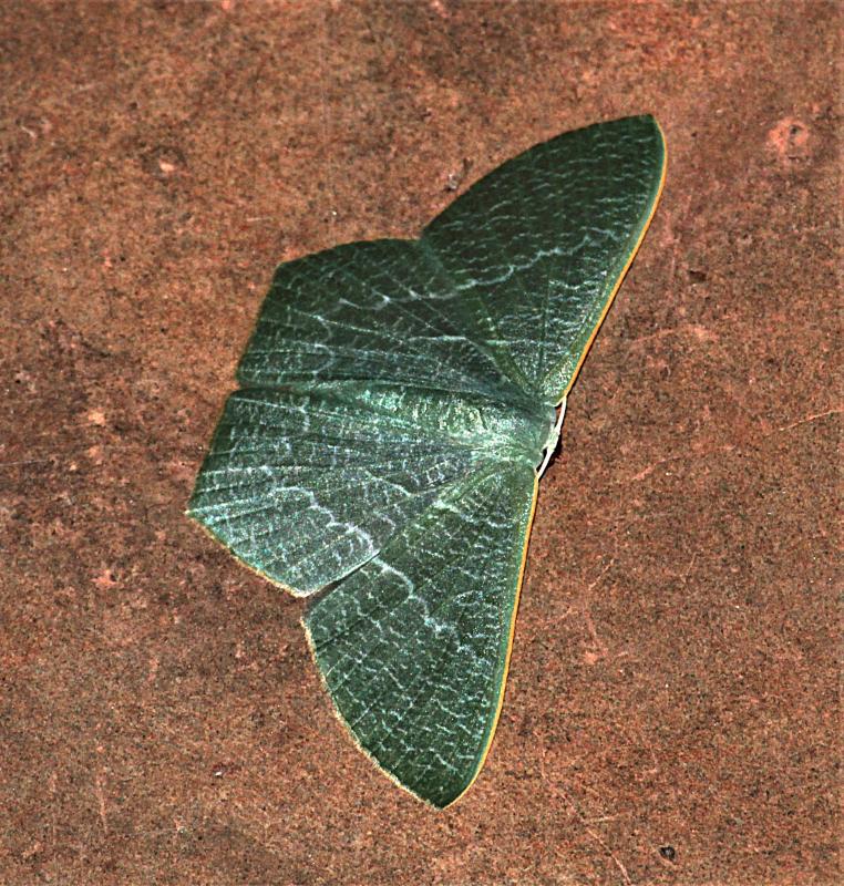 MOI-pqw963