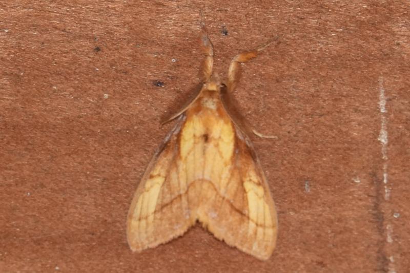 MOI-pqy519