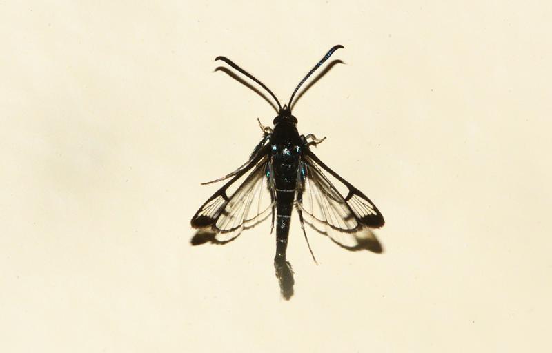MOI-prj531