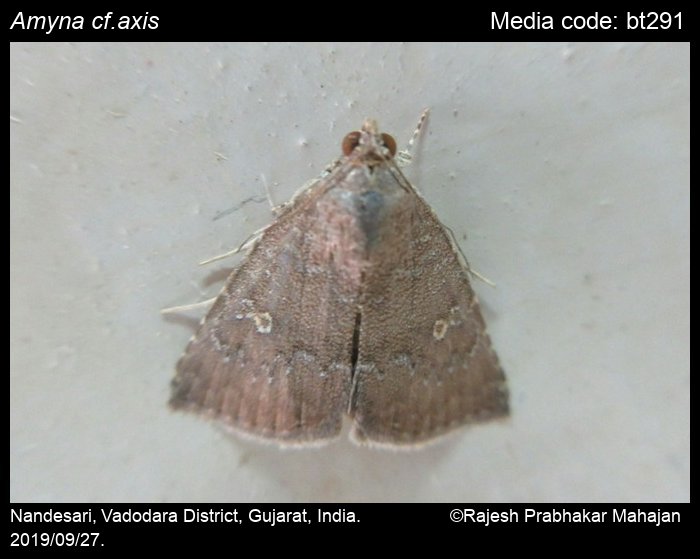 Eight-Spot Amyna axis (Guenee, 1852)  Butterflies and Moths of North  America