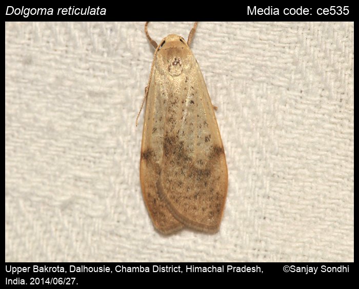 Dolgoma reticulata (Moore, [1866]) - | Moths