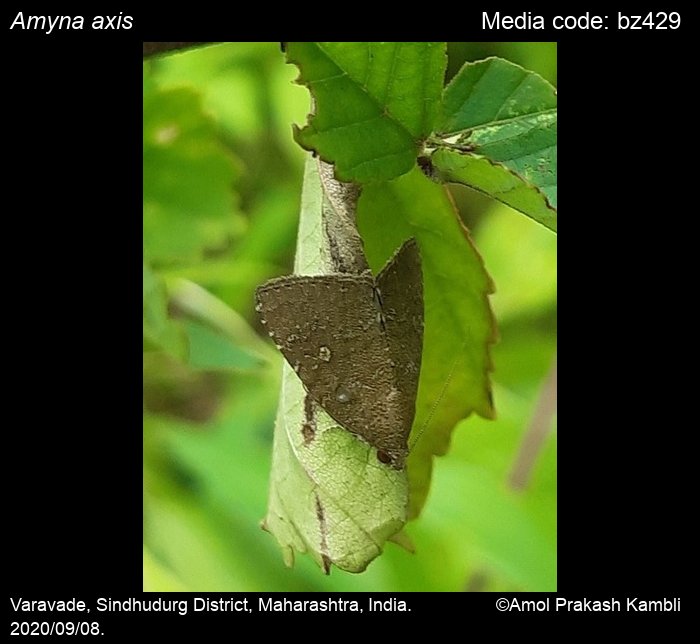 Eight-Spot Amyna axis (Guenee, 1852)  Butterflies and Moths of North  America