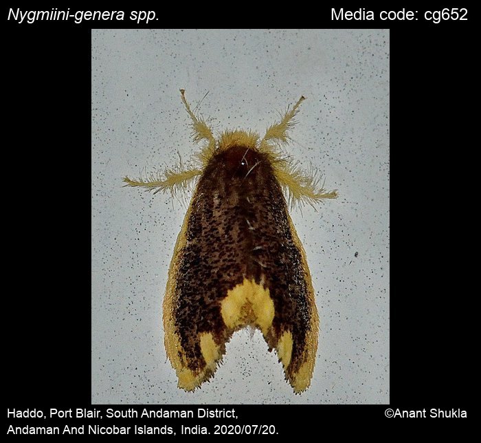 Nygmiini-genera spp. Holloway, 1999 - | Moths