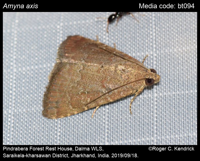 Eight-Spot Amyna axis (Guenee, 1852)  Butterflies and Moths of North  America