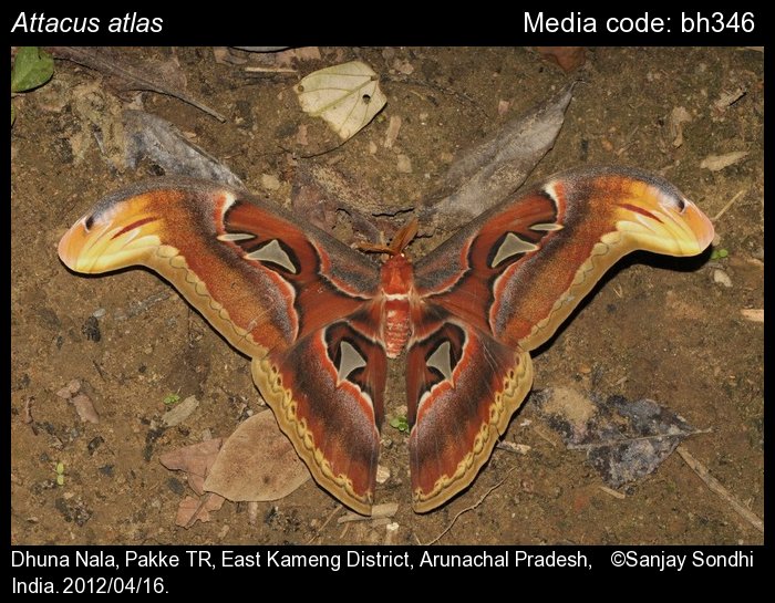 attacus atlas