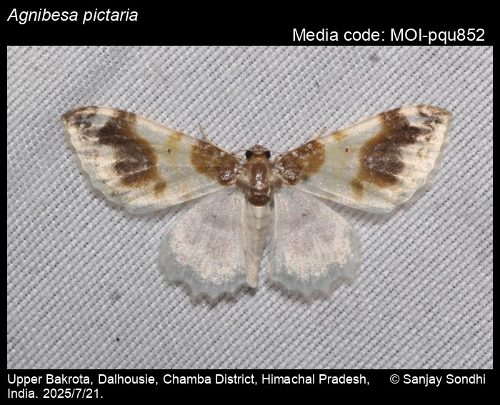 MOI-pqu852