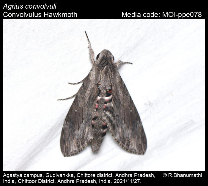 The Convolvulus Hawk-moth (Agrius - Butterfly Conservation