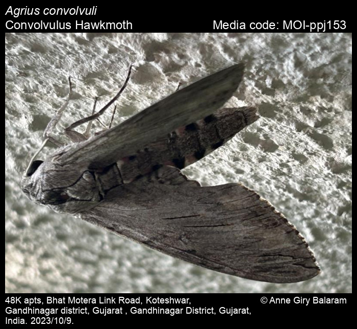 The Convolvulus Hawk-moth (Agrius - Butterfly Conservation