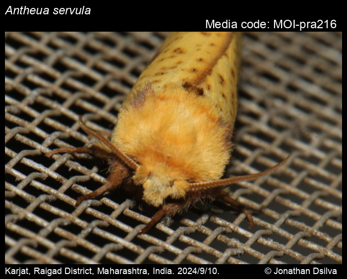 MOI-pra216