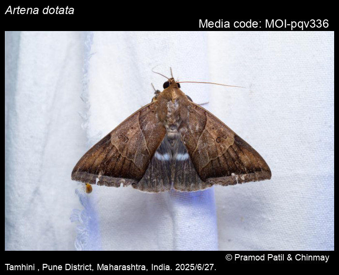 MOI-pqv336