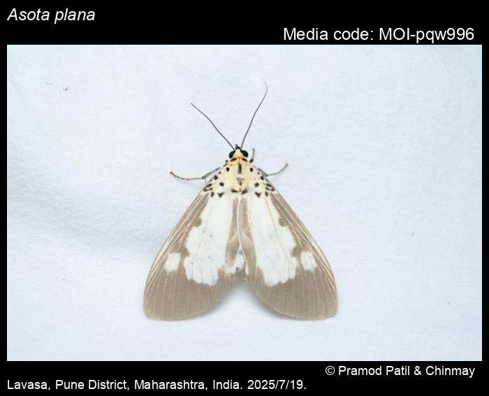 MOI-pqw996