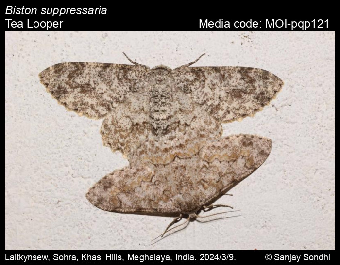 MOI-pqp121