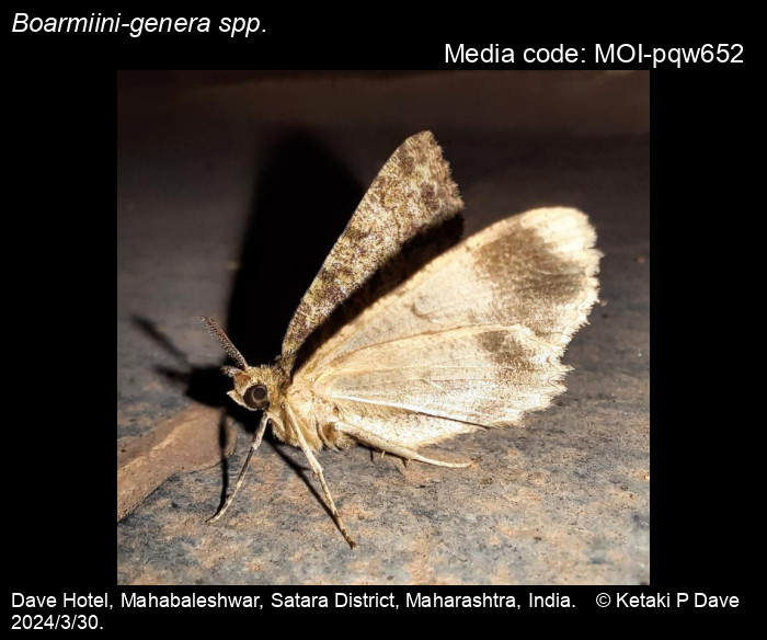 MOI-pqw652