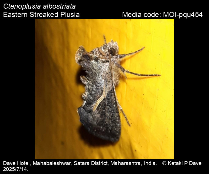MOI-pqu454