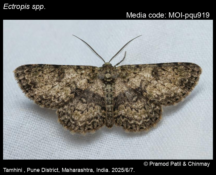 MOI-pqu919