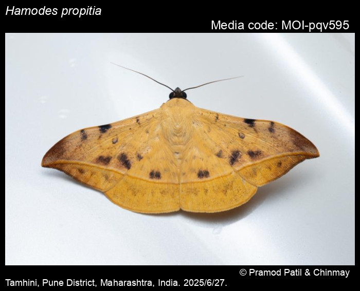 MOI-pqv595