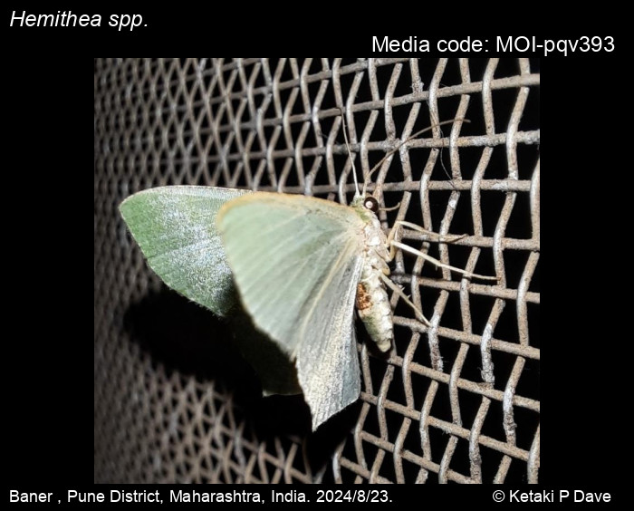 MOI-pqv393